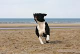 STAFFIE 271